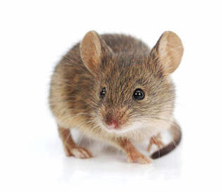 The House Mouse